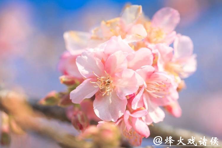 粉色浪漫提前“报到”!辰山“报春樱”本周末进入最佳观赏期,春节赏樱正当时 粉色浪漫提前“报到”!辰山“报春樱”本周末进入最佳观赏期,春节赏樱正当时