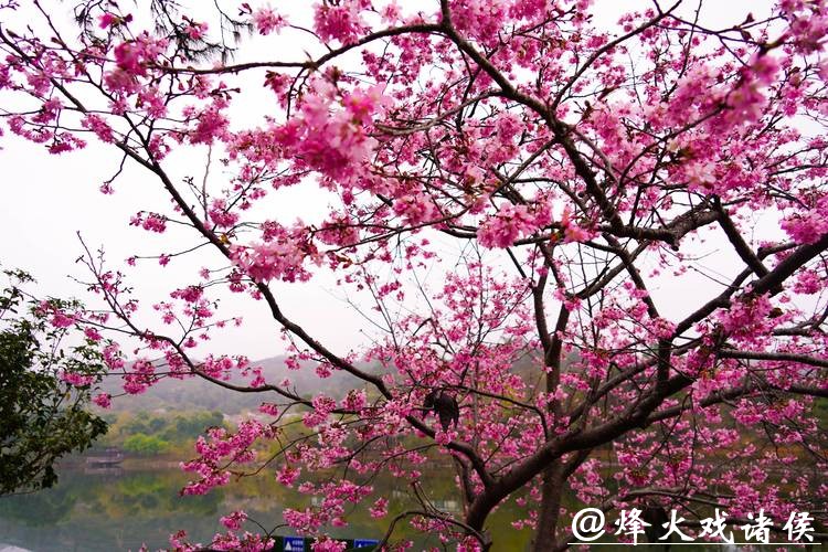 粉色浪漫提前“报到”!辰山“报春樱”本周末进入最佳观赏期,春节赏樱正当时 粉色浪漫提前“报到”!辰山“报春樱”本周末进入最佳观赏期,春节赏樱正当时