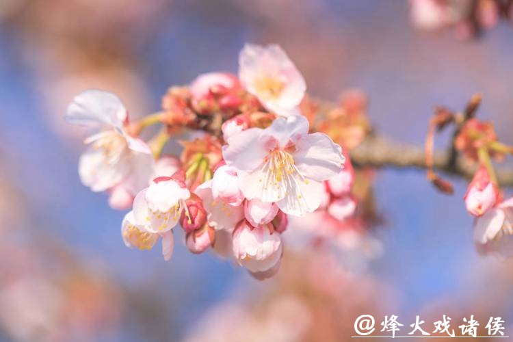 粉色浪漫提前“报到”!辰山“报春樱”本周末进入最佳观赏期,春节赏樱正当时 粉色浪漫提前“报到”!辰山“报春樱”本周末进入最佳观赏期,春节赏樱正当时